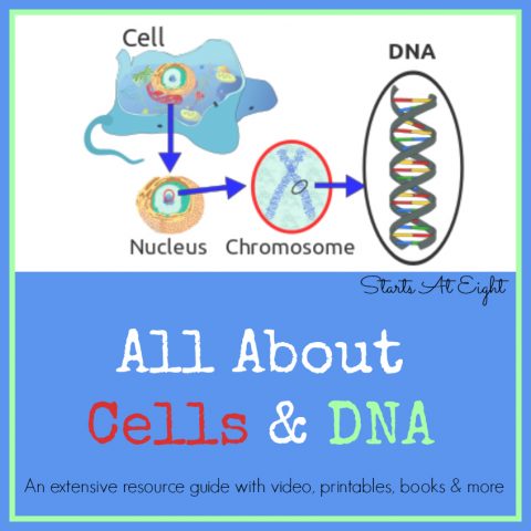 All About Cells & DNA - A Middle School Helper from Starts At Eight. Help your middle school student learn the basics of cells (both plant cells and animal cells) and DNA. An extensive list of resources including videos, printables, books and more!