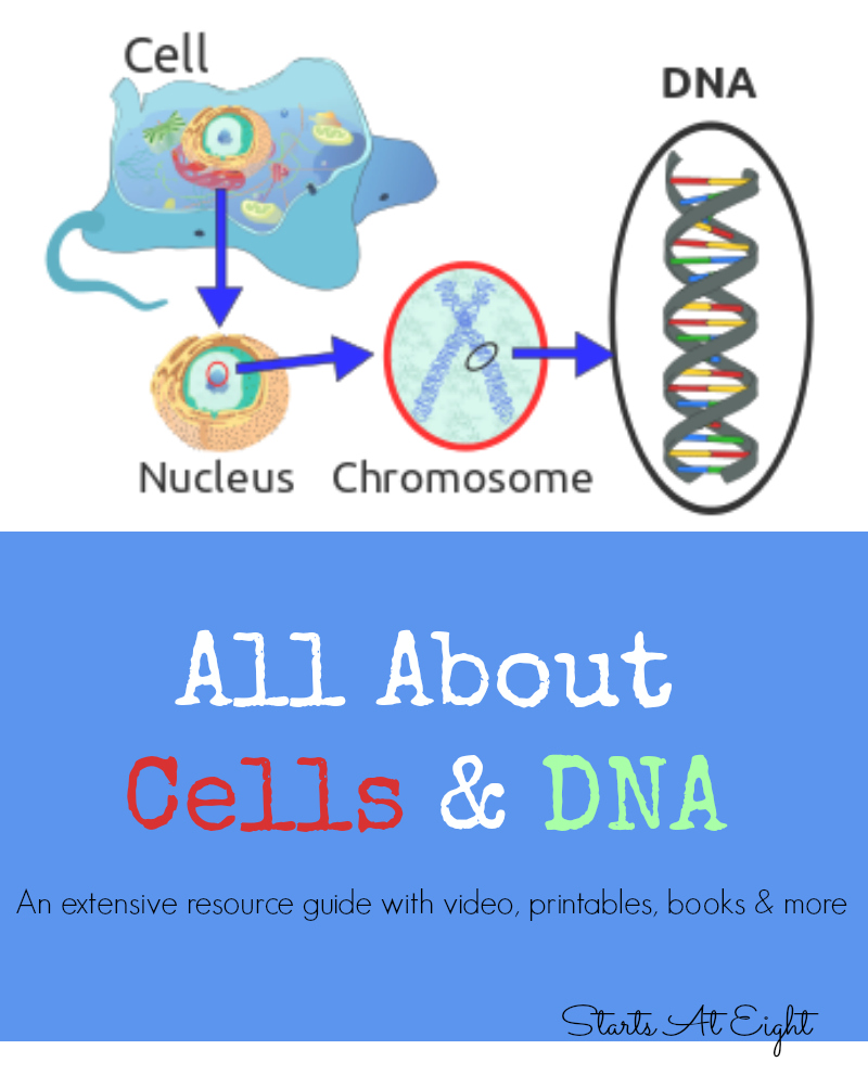 All About Cells & DNA - A Middle School Helper from Starts At Eight. Help your middle school student learn the basics of cells (both plant cells and animal cells) and DNA. An extensive list of resources including videos, printables, books and more!