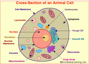 anatomy