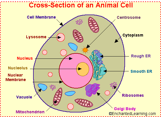 All About Cells & DNA from Starts At Eight