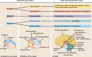 48_23BrainDevelopment