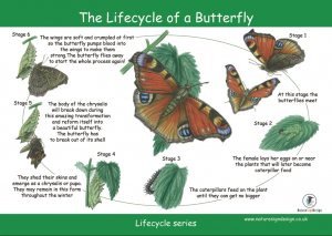 Caterpillar to Butterfly Poster