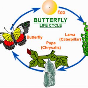 Lifecycle - Caterpillar to Butterfly from Starts At Eight