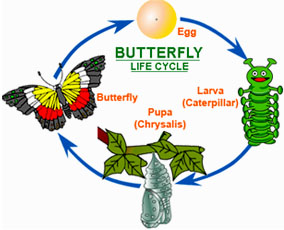 Lifecycle - Caterpillar to Butterfly from Starts At Eight