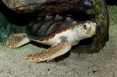 Loggerhead Turtle Facts. Turtle mating season begins
