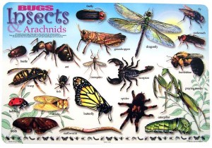 What is an Insect? from Starts At Eight