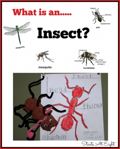 What is an Insect? from Starts At Eight