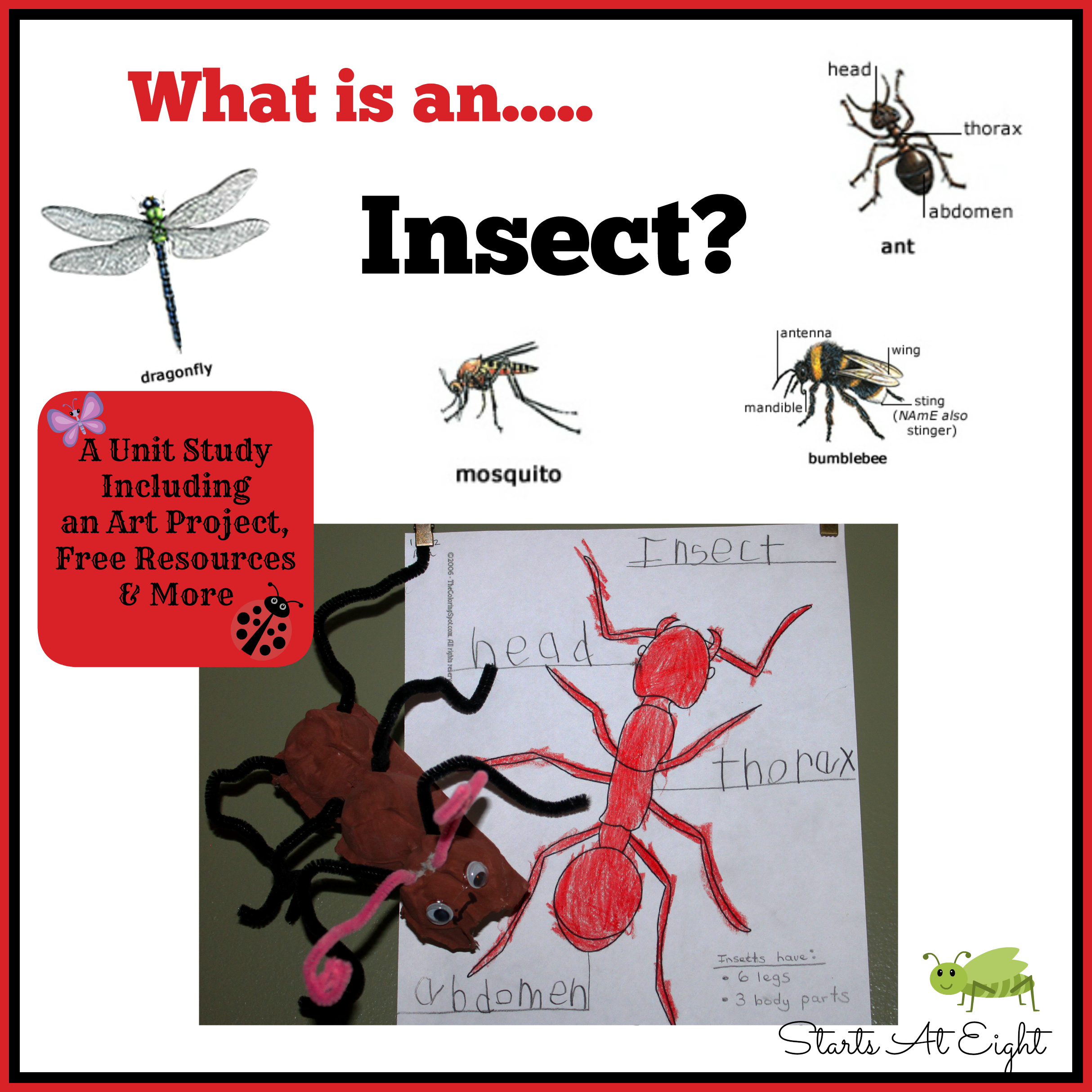 What is an Insect? A Unit Study from Starts At Eight