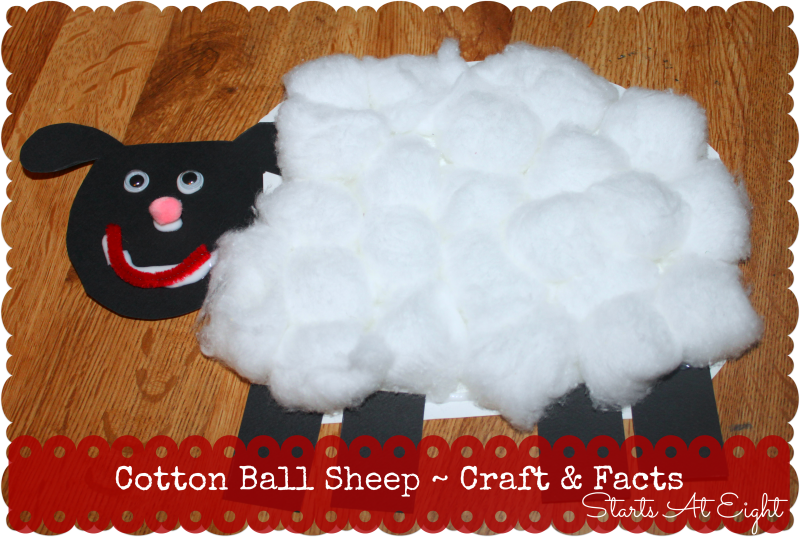 Cotton Ball Sheep ~ Craft & Facts from Starts At Eight