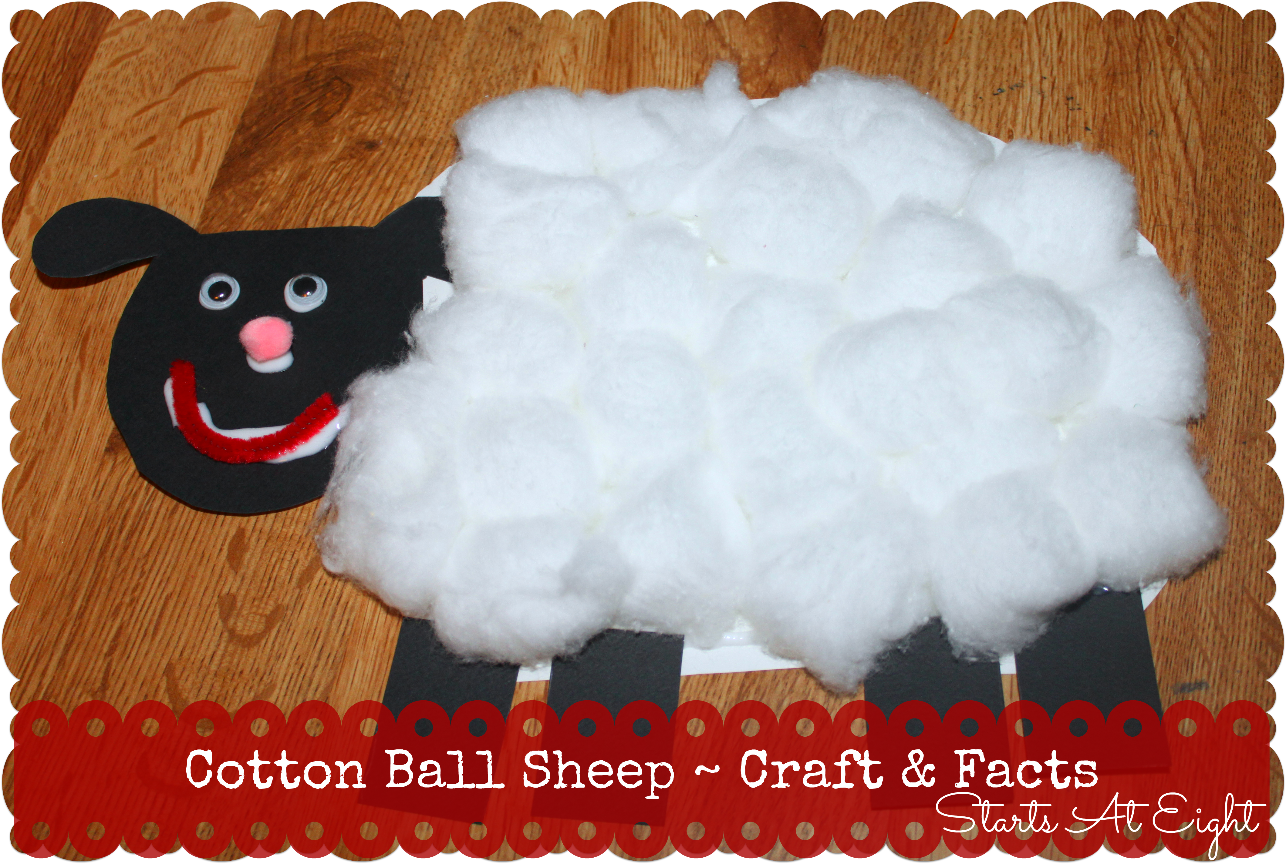 Cotton Ball Sheep ~ Craft & Facts