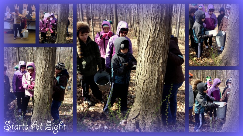 Maple Surgaring Collage