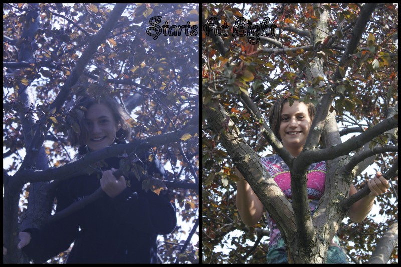Chloe Tree Before After