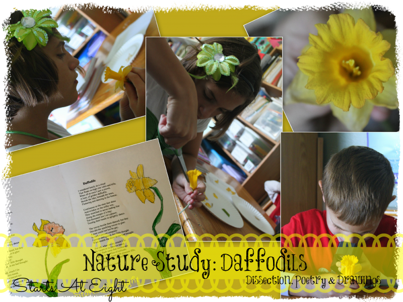 Nature Study: Daffodils