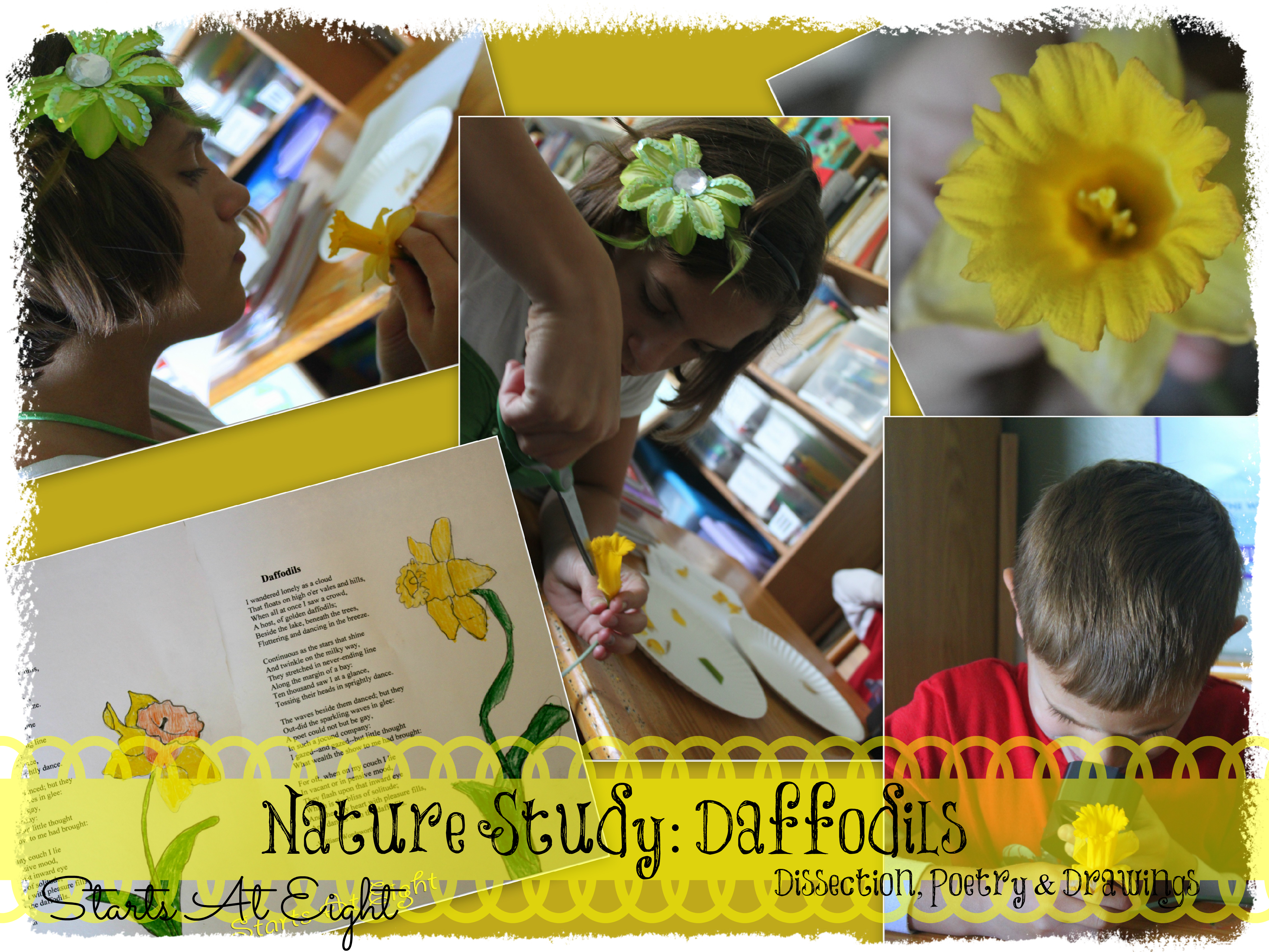 Nature Study: Daffodils – Dissection, Poetry & Drawings