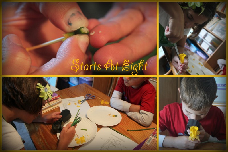 Daffodil Dissection
