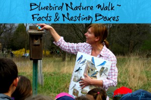 Bluebird Nature Walk ~ Facts & Nesting Boxes from Starts At Eight