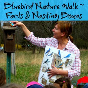 Bluebird Nature Walk ~ Facts & Nesting Boxes from Starts At Eight