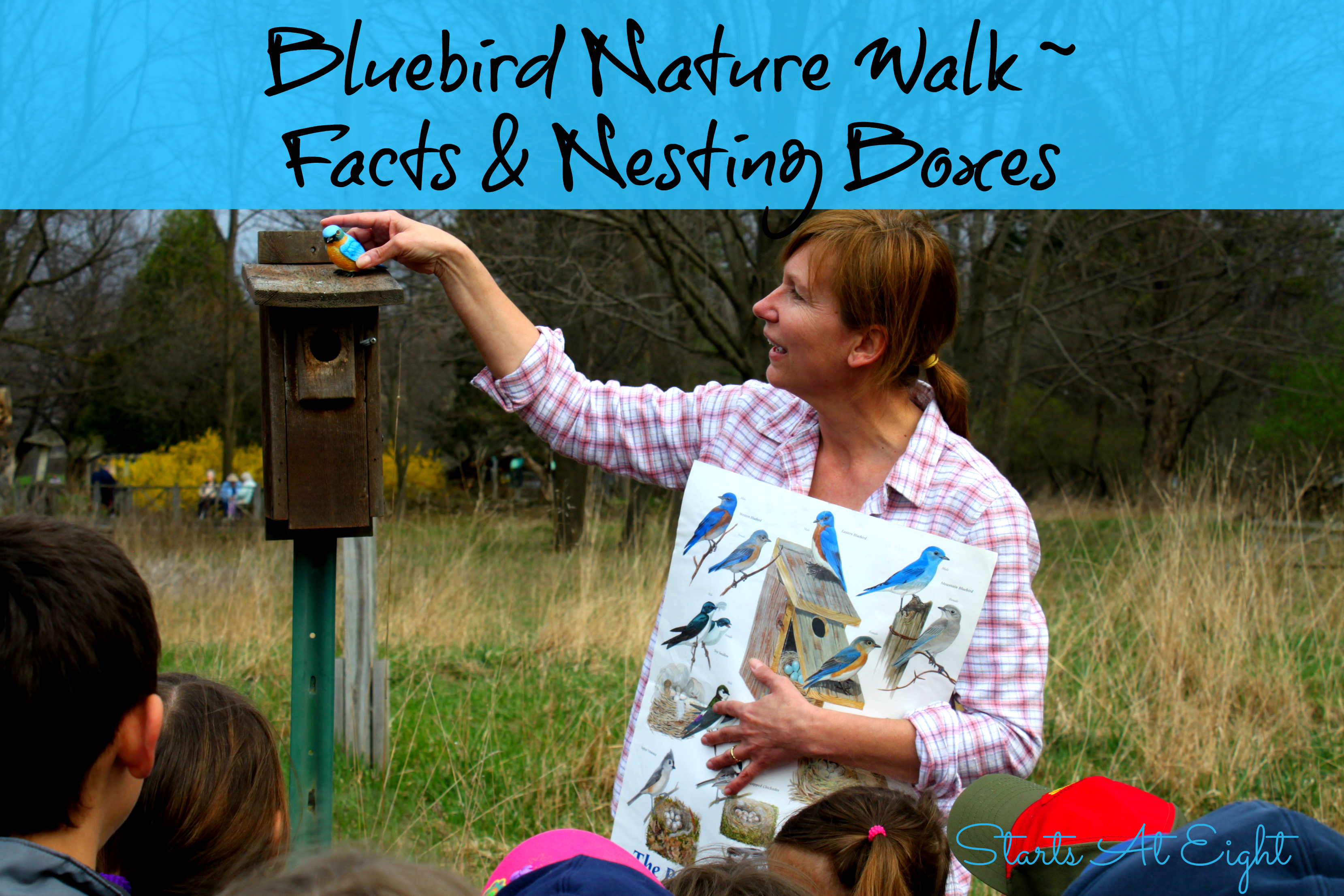 Bluebird Nature Walk ~ Facts & Nesting Boxes from Starts At Eight