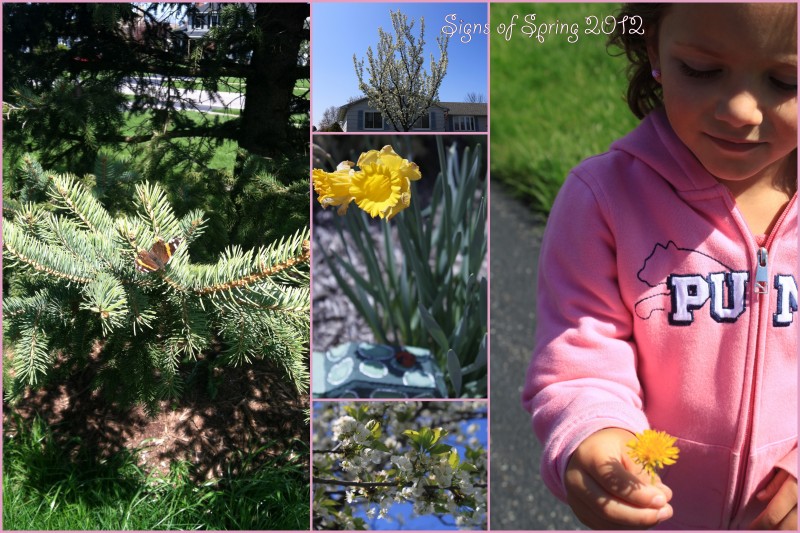 Signs of Spring Ava