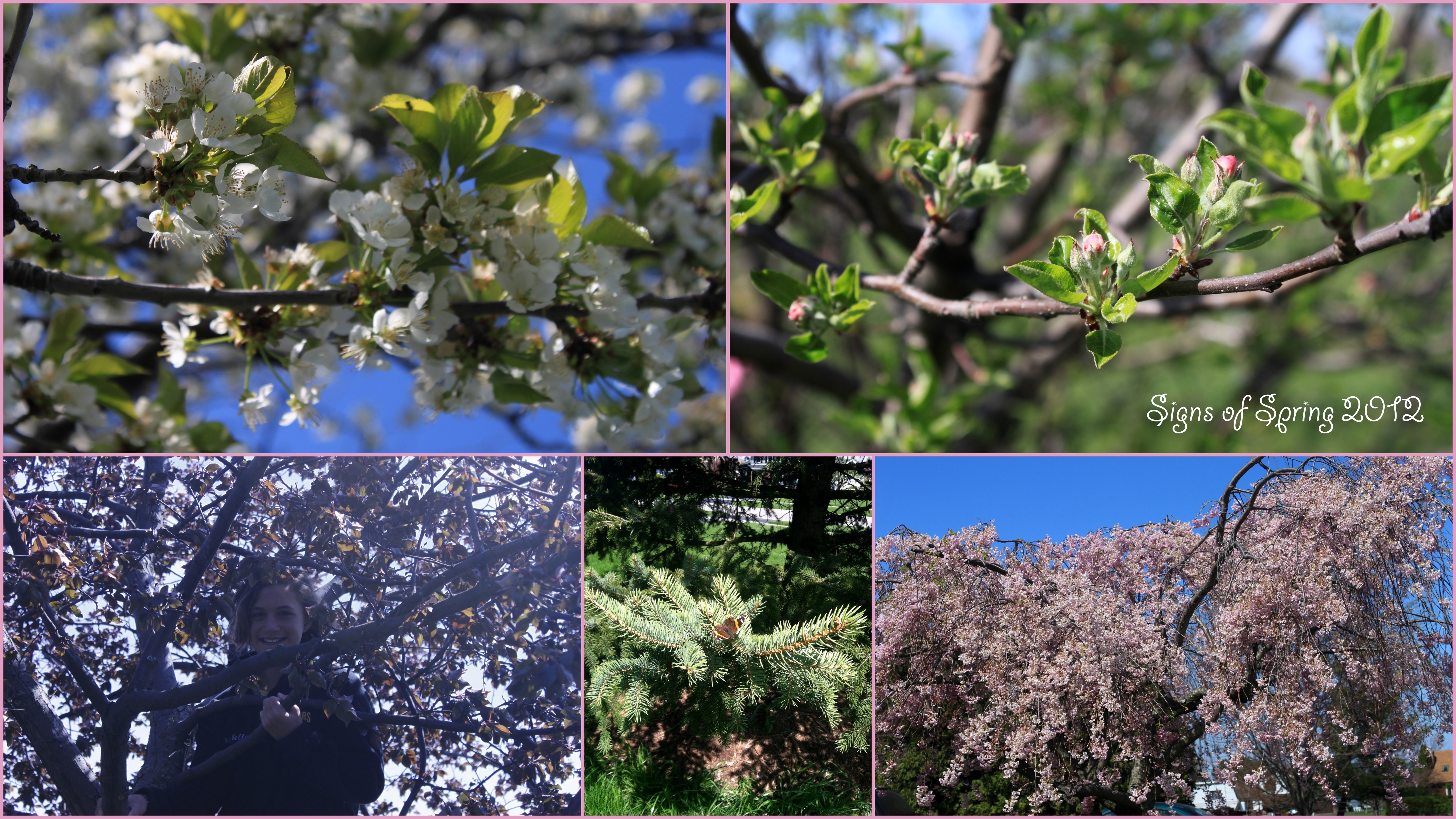 Outdoor Hour Challenge #1 & Nature Study Journals