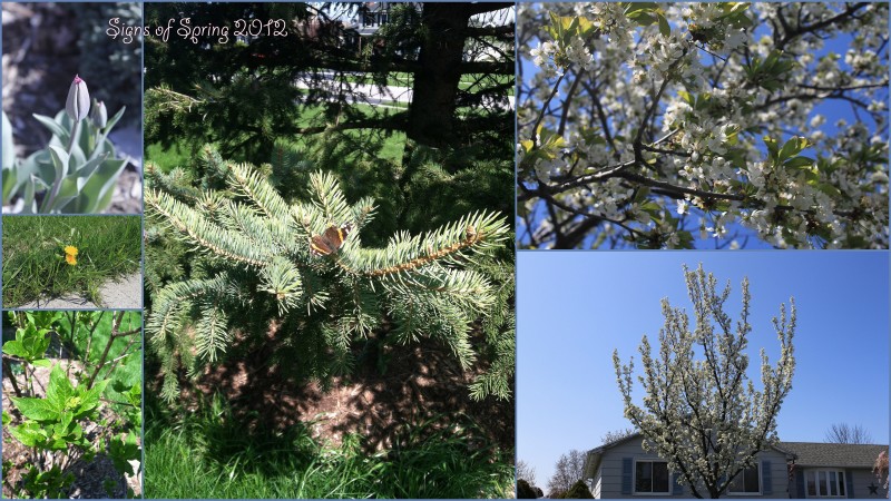 Signs of Spring Jayden