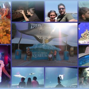 florida aquariumcollage2012