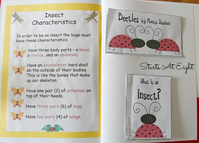 ladybug lapbook