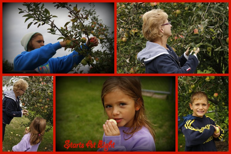 Picking Apples Collage