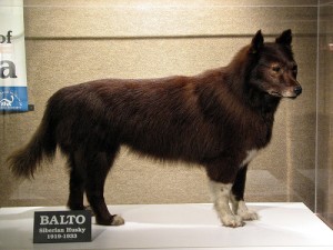 balto museum