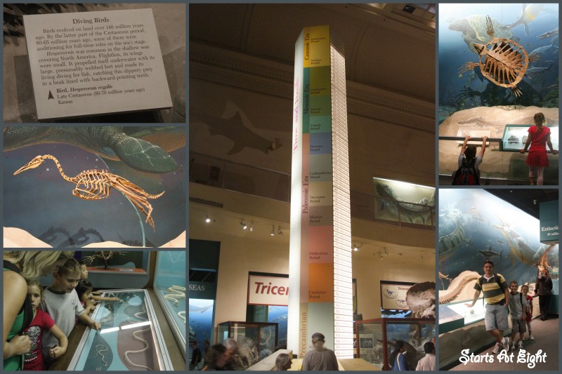 Museum Natural History