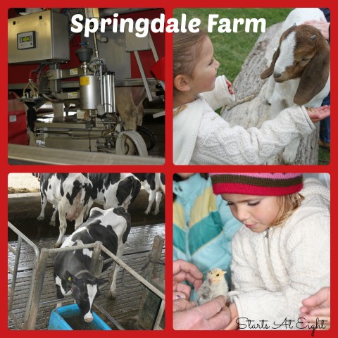 Springdale Farm 