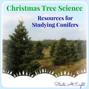 Christmas Tree Science - Resources for Studying Conifers from Starts At Eight