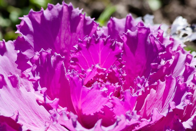 Cabbage Color Chemistry