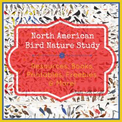 North American Bird Nature Study - Resources, Books, Printables, Freebies & More! from Starts At Eight