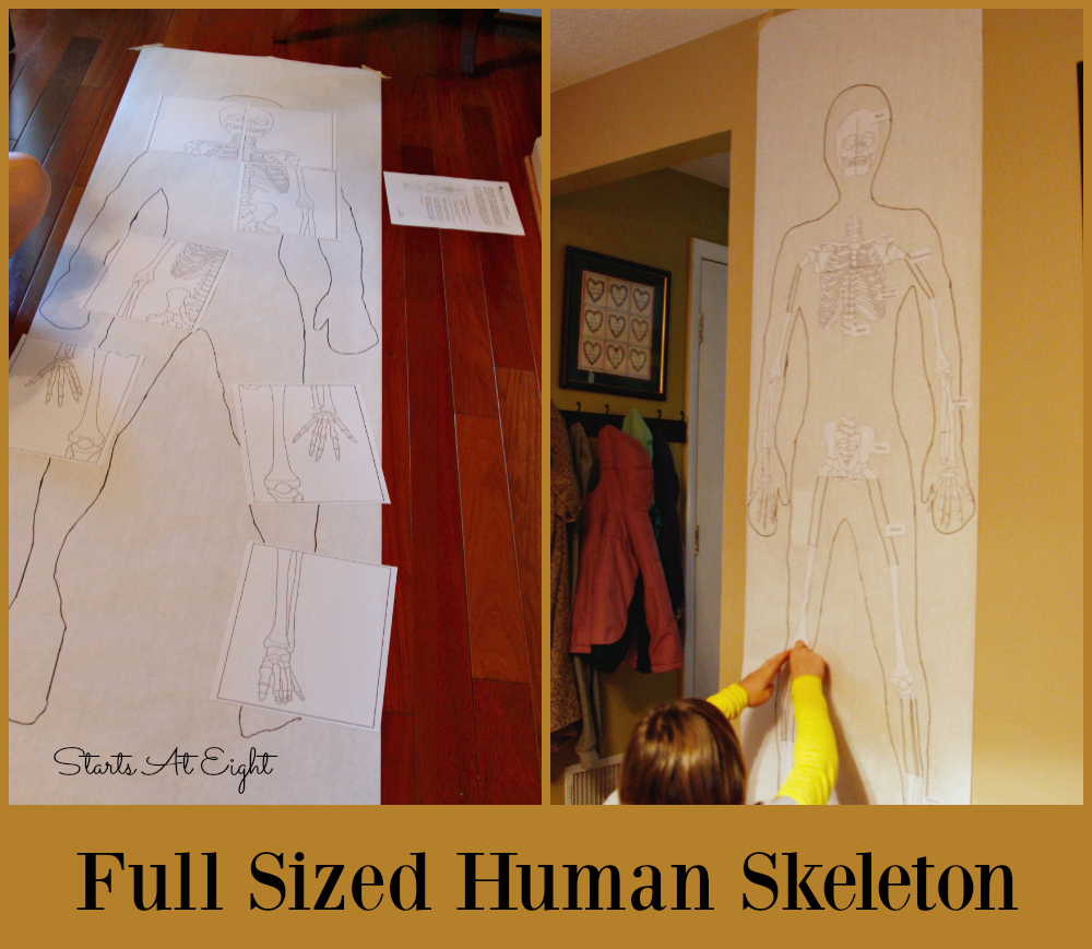 full-sized-human-skeleton