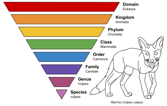 Classification - Taxonomy