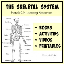 The Skeletal System: Hands-On Learning Resources