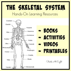 The Skeletal System: Hands-On Learning Resources from Starts At Eight. This is list of hands-on skeletal system activities, books, videos, and printables from teaching the skeletal system for all ages. Great homeschool activities such as Life Sized Human Skeletal Printable activity.