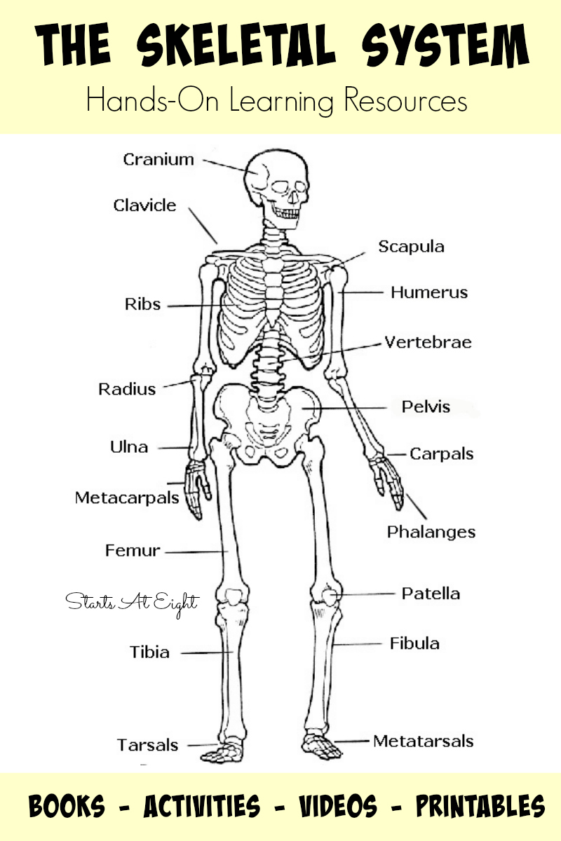 The Skeletal System: Hands-On Learning Resources from Starts At Eight. This is list of hands-on skeletal system activities, books, videos, and printables from teaching the skeletal system for all ages. Great homeschool activities such as Life Sized Human Skeletal Printable activity.