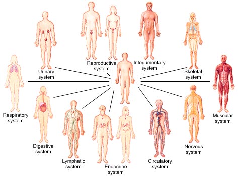 Systems of the Human Body