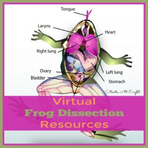 Virtual Frog Dissection Resources from Starts At Eight. For those that don't have the resources (or the stomach) for a frog dissection, there are plenty of virtual frog dissection resources to choose from! Check out these websites, apps, videos, printables and more!