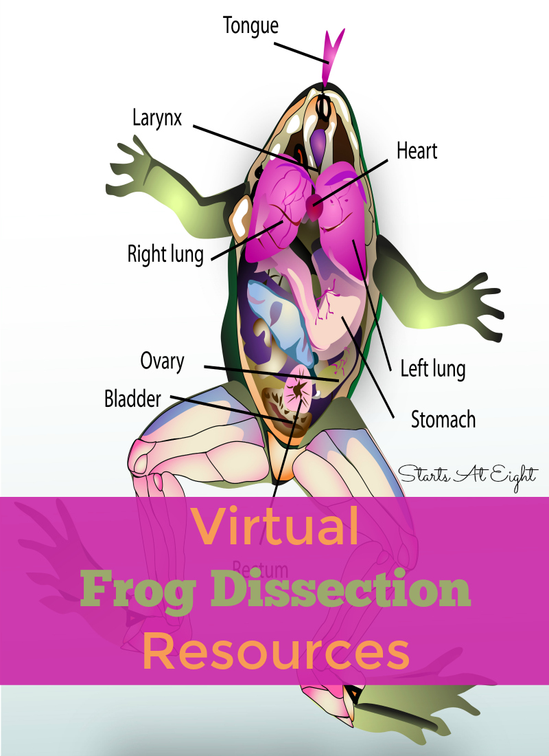 Virtual Frog Dissection Resources from Starts At Eight. For those that don't have the resources (or the stomach) for a frog dissection, there are plenty of virtual frog dissection resources to choose from! Check out these websites, apps, videos, printables and more!