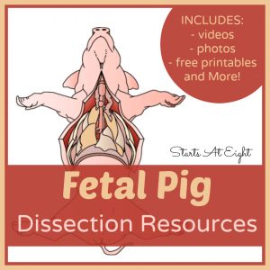 Fetal Pig Dissection Resources from Starts At Eight. Weather you are actually dissecting a pig or planning to learn about it virtually, I have compiled a list of our favorite fetal pig dissection resources. Includes video, photos, detailed diagrams, FREE Printables and more! Great for homeschooling, high school biology, or just for fun!