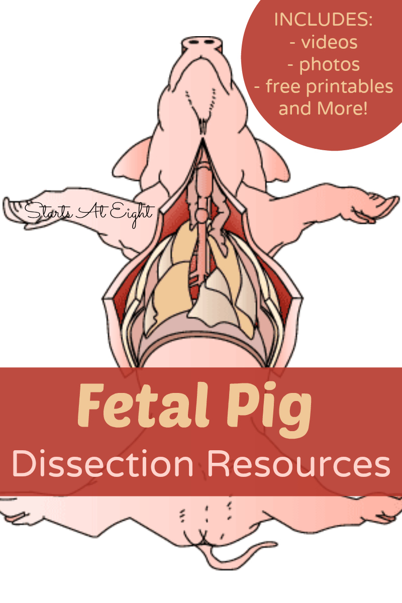 Fetal Pig Dissection Resources from Starts At Eight. Weather you are actually dissecting a pig or planning to learn about it virtually, I have compiled a list of our favorite fetal pig dissection resources. Includes video, photos, detailed diagrams, FREE Printables and more! Great for homeschooling, high school biology, or just for fun!