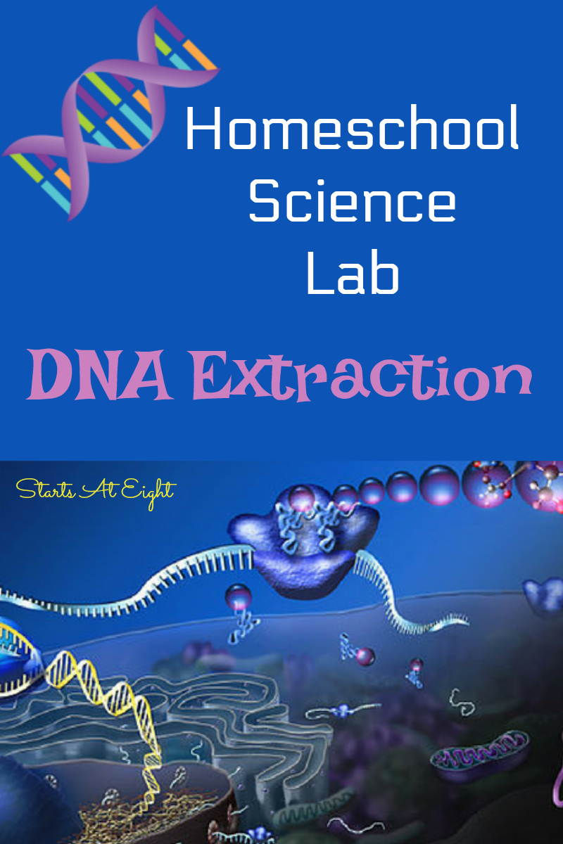 Homeschool Science Lab: DNA Extraction Lab from Starts At Eight. Yes you can do science labs at home! Check out this Homeschool Science Lab: DNA Extraction Lab and learn to extract DNA from fruit and you!