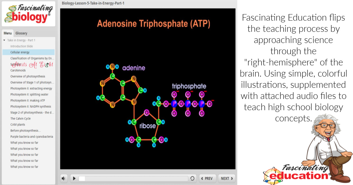 Online Homeschool High School Biology with Fascinating Education flips the teaching process by approaching science through the "right-hemisphere" of the brain. Using simple, colorful illustrations, supplemented with attached audio files to teach high school biology concepts. A review from Starts At Eight