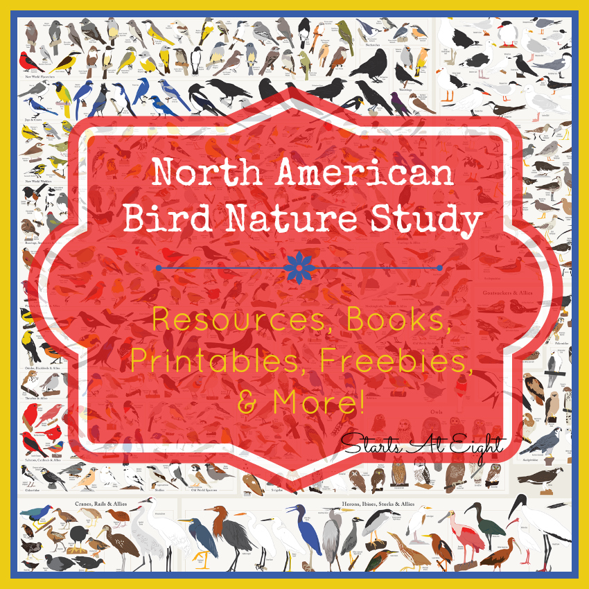 North American Bird Nature Study - Resources, Books, Printables, Freebies & More! from Starts At Eight