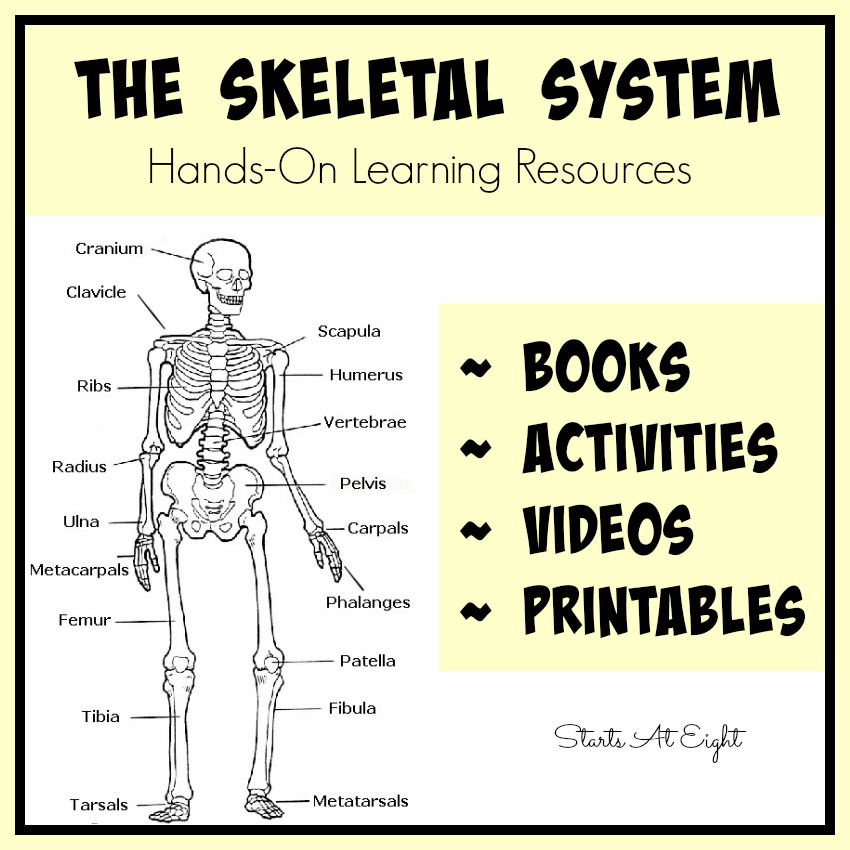 The Skeletal System: Hands-On Learning Resources from Starts At Eight. This is list of hands-on skeletal system activities, books, videos, and printables from teaching the skeletal system for all ages. Great homeschool activities such as Life Sized Human Skeletal Printable activity.